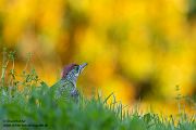 Gruenspecht - Picus viridis Spechte Weibchen Grimma Sachsen Muldental Echte Spechte Woodpecker Voegel 