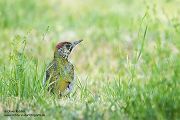 Gruenspecht - Picus viridis Spechte Weibchen Grimma Sachsen Muldental Echte Spechte Woodpecker Voegel 