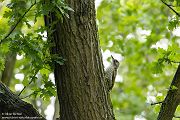 Gruenspecht - Picus viridis Spechte Weibchen Grimma Sachsen Muldental Echte Spechte Woodpecker Voegel 