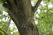 Gruenspecht - Picus viridis Spechte Weibchen Grimma Sachsen Muldental Echte Spechte Woodpecker Voegel 