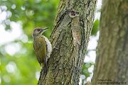 Gruenspecht - Picus viridis Spechte Weibchen Grimma Sachsen Muldental Echte Spechte Woodpecker Voegel 