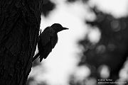 Gruenspecht - Picus viridis Spechte Weibchen Grimma Sachsen Muldental Echte Spechte Woodpecker Voegel 