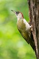 Grünspecht, Gruenspecht - Picus viridis, Vogel des Jahres 2014, Spechte, Erdspechte, Specht, Nicht schlecht Herr Specht, Muldental, Gruenspechte im Muldental, Gruenspecht im Muldental, Gruenspecht in Sachsen, Sachsen, Picus viridus, Weibchen, Maennchen