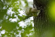 Gruenspecht - Picus viridis Spechte Weibchen Grimma Sachsen Muldental Echte Spechte Woodpecker Voegel 