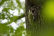 Gruenspecht - Picus viridis Spechte Weibchen Grimma Sachsen Muldental Echte Spechte Woodpecker Voegel 