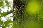 Gruenspecht - Picus viridis Spechte Weibchen Grimma Sachsen Muldental Echte Spechte Woodpecker Voegel 