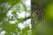 Gruenspecht - Picus viridis Spechte Weibchen Grimma Sachsen Muldental Echte Spechte Woodpecker Voegel 