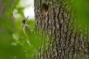 Gruenspecht - Picus viridis Spechte Weibchen Grimma Sachsen Muldental Echte Spechte Woodpecker Voegel 