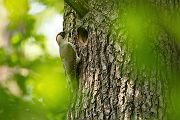 Gruenspecht - Picus viridis Spechte Weibchen Grimma Sachsen Muldental Echte Spechte Woodpecker Voegel 