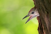 Grünspecht, Gruenspecht - Picus viridis, Vogel des Jahres 2014, Spechte, Erdspechte, Specht, Nicht schlecht Herr Specht, Muldental, Gruenspechte im Muldental, Gruenspecht im Muldental, Gruenspecht in Sachsen, Sachsen, Picus viridus, Weibchen, Maennchen