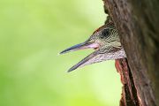 Grünspecht, Grunecht - Picus viridis, Vogel des Jahres 2014, Spechte, Erdspechte, Specht, Nicht schlecht Herr Specht, Muldental, Gruenspechte im Muldental, Gruenspecht im Muldental, Gruenspecht in Sachsen, Sachsen, Picus viridus, Weibchen, Maennchen