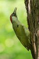 Grünspecht, Gruenspecht - Picus viridis, Vogel des Jahres 2014, Spechte, Erdspechte, Specht, Nicht schlecht Herr Specht, Muldental, Gruenspechte im Muldental, Gruenspecht im Muldental, Gruenspecht in Sachsen, Sachsen, Picus viridus, Weibchen, Maennchen