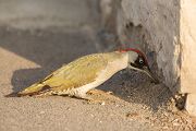 Grünspecht, Gruenspecht - Picus viridis, Vogel des Jahres 2014, Spechte, Erdspechte, Specht, Nicht schlecht Herr Specht, Muldental, Gruenspechte im Muldental, Gruenspecht im Muldental, Gruenspecht in Sachsen, Sachsen, Picus viridus, Weibchen, Maennchen