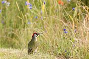 Grünspecht, Gruenspecht - Picus viridis, Vogel des Jahres 2014, Spechte, Erdspechte, Specht, Nicht schlecht Herr Specht, Muldental, Gruenspechte im Muldental, Gruenspecht im Muldental, Gruenspecht in Sachsen, Sachsen, Picus viridus, Weibchen, Maennchen