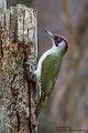 Grünspecht, Gruenspecht - Picus viridis, Vogel des Jahres 2014, Spechte, Erdspechte, Specht, Nicht schlecht Herr Specht, Muldental, Gruenspechte im Muldental, Gruenspecht im Muldental, Gruenspecht in Sachsen, Sachsen, Picus viridus, Weibchen, Maennchen