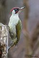 Grünspecht, Gruenspecht - Picus viridis, Vogel des Jahres 2014, Spechte, Erdspechte, Specht, Nicht schlecht Herr Specht, Muldental, Gruenspechte im Muldental, Gruenspecht im Muldental, Gruenspecht in Sachsen, Sachsen, Picus viridus, Weibchen, Maennchen