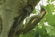 Grünspecht - Picus viridis, Männchen an der Brutröhre, Erdspecht, Spechte, Spechte, Picus, Muldental, Grimma, Sachsen, Gruenspecht