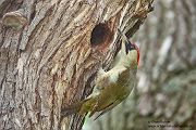 Gruenspecht - Picus viridis Spechte Weibchen Grimma Sachsen Muldental Echte Spechte Woodpecker Voegel 