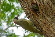 Gruenspecht - Picus viridis Spechte Weibchen Grimma Sachsen Muldental Echte Spechte Woodpecker Voegel 