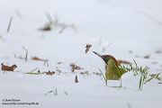 Gruenspecht - Picus viridis Spechte Weibchen Grimma Sachsen Muldental Echte Spechte Woodpecker Voegel 