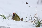 Gruenspecht - Picus viridis Spechte Weibchen Grimma Sachsen Muldental Echte Spechte Woodpecker Voegel 