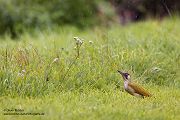 Gruenspecht - Picus viridis Spechte Weibchen Grimma Sachsen Muldental Echte Spechte Woodpecker Voegel 