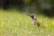 Gruenspecht - Picus viridis Spechte Weibchen Grimma Sachsen Muldental Echte Spechte Woodpecker Voegel 