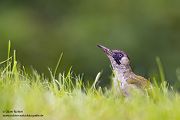Gruenspecht - Picus viridis Spechte Weibchen Grimma Sachsen Muldental Echte Spechte Woodpecker Voegel 