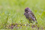 Gruenspecht - Picus viridis Spechte Weibchen Grimma Sachsen Muldental Echte Spechte Woodpecker Voegel 