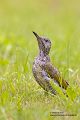 Gruenspecht - Picus viridis Spechte Weibchen Grimma Sachsen Muldental Echte Spechte Woodpecker Voegel 