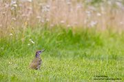 Gruenspecht - Picus viridis Spechte Weibchen Grimma Sachsen Muldental Echte Spechte Woodpecker Voegel 