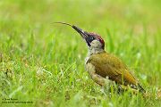 Gruenspecht - Picus viridis Spechte Weibchen Grimma Sachsen Muldental Echte Spechte Woodpecker Voegel 