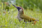 Gruenspecht - Picus viridis Spechte Weibchen Grimma Sachsen Muldental Echte Spechte Woodpecker Voegel 