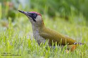 Gruenspecht - Picus viridis Spechte Weibchen Grimma Sachsen Muldental Echte Spechte Woodpecker Voegel 
