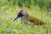 Gruenspecht - Picus viridis Spechte Weibchen Grimma Sachsen Muldental Echte Spechte Woodpecker Voegel 