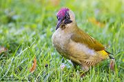 Gruenspecht - Picus viridis Spechte Weibchen Grimma Sachsen Muldental Echte Spechte Woodpecker Voegel 