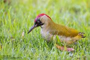 Gruenspecht - Picus viridis Spechte Weibchen Grimma Sachsen Muldental Echte Spechte Woodpecker Voegel 