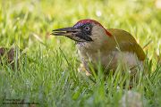 Gruenspecht - Picus viridis Spechte Weibchen Grimma Sachsen Muldental Echte Spechte Woodpecker Voegel 