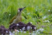 Gruenspecht - Picus viridis Spechte Weibchen Grimma Sachsen Muldental Echte Spechte Woodpecker Voegel 