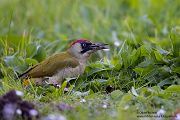 Gruenspecht - Picus viridis Spechte Weibchen Grimma Sachsen Muldental Echte Spechte Woodpecker Voegel 