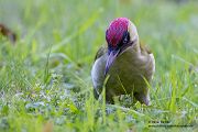 Gruenspecht - Picus viridis Spechte Weibchen Grimma Sachsen Muldental Echte Spechte Woodpecker Voegel 