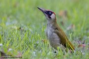 Gruenspecht - Picus viridis Spechte Weibchen Grimma Sachsen Muldental Echte Spechte Woodpecker Voegel 