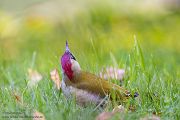 Gruenspecht - Picus viridis Spechte Weibchen Grimma Sachsen Muldental Echte Spechte Woodpecker Voegel 