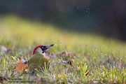 Gruenspecht - Picus viridis Spechte Weibchen Grimma Sachsen Muldental Echte Spechte Woodpecker Voegel 