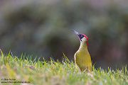 Gruenspecht - Picus viridis Spechte Weibchen Grimma Sachsen Muldental Echte Spechte Woodpecker Voegel 