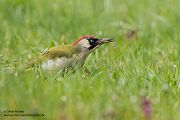 Gruenspecht - Picus viridis Spechte Weibchen Grimma Sachsen Muldental Echte Spechte Woodpecker Voegel 