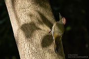 Gruenspecht - Picus viridis Spechte Weibchen Grimma Sachsen Muldental Echte Spechte Woodpecker Voegel 