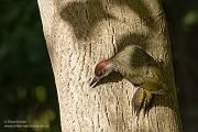 Gruenspecht - Picus viridis Spechte Weibchen Grimma Sachsen Muldental Echte Spechte Woodpecker Voegel 