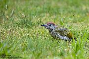 Gruenspecht - Picus viridis Spechte Weibchen Grimma Sachsen Muldental Echte Spechte Woodpecker Voegel 