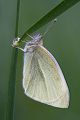 Kleiner Kohlweißling - Pieris rapae